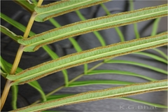 Pteris vittata